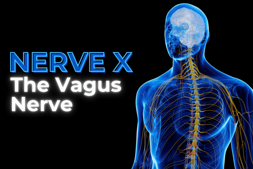 The Vagus Nerve: A Deep Dive into the Body’s Electrical Superhighway 